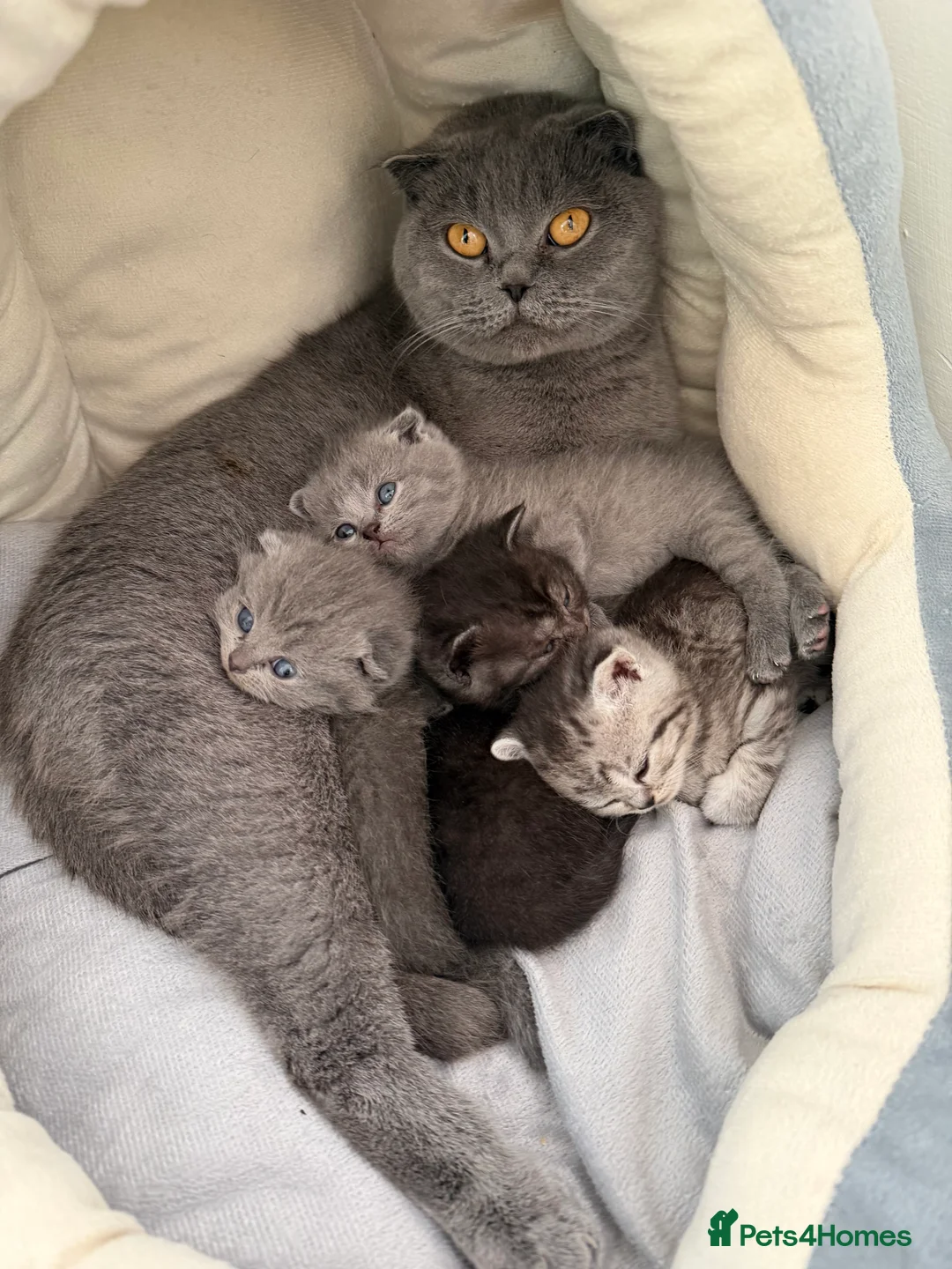 Mixed Breed cats for sale: British shorthair and Scottish fold kittens  - Advert 2