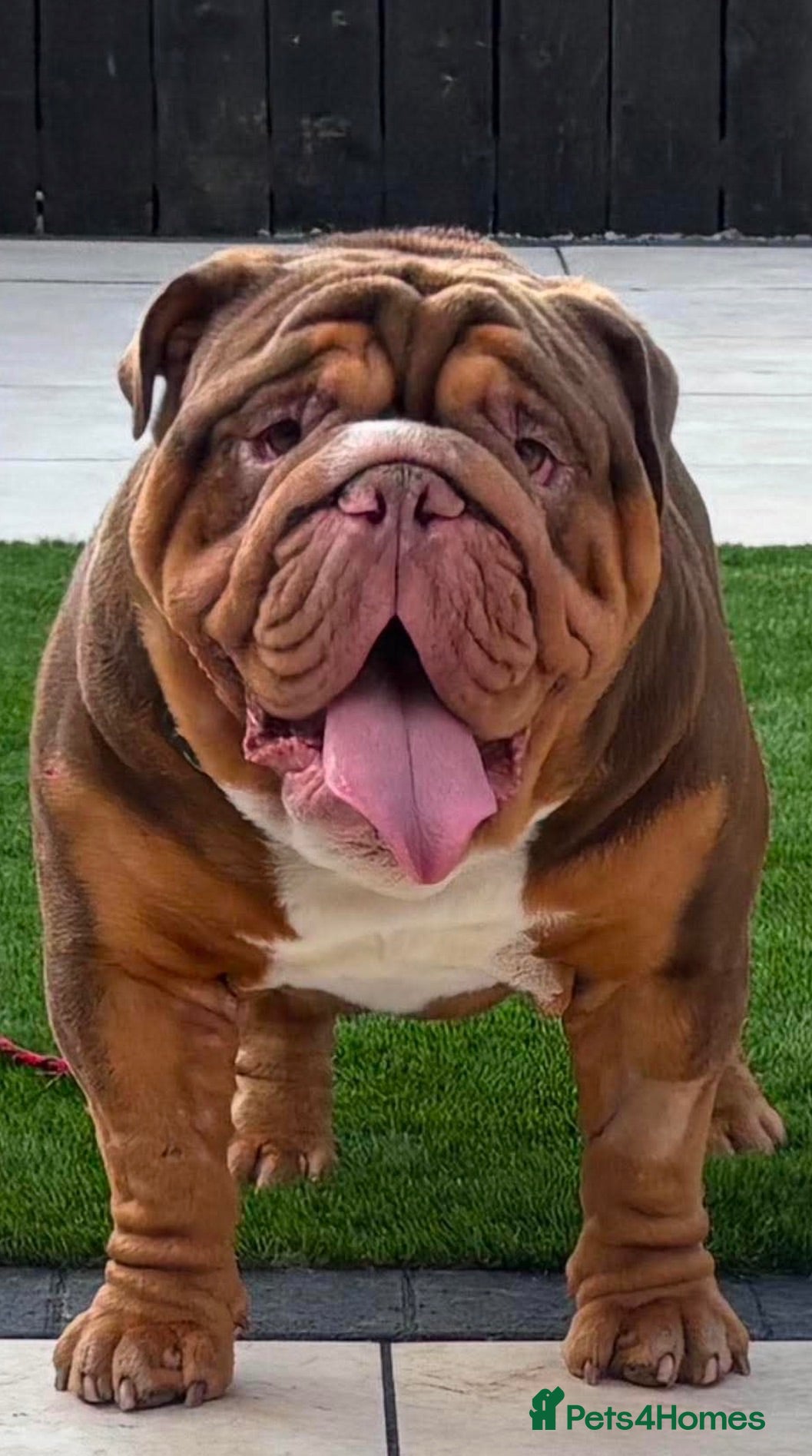 English Bulldog dogs Ernie  - Advert 8