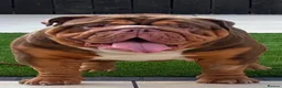 English Bulldog dogs for sale: Ernie  in Middlesbrough - Advert 1