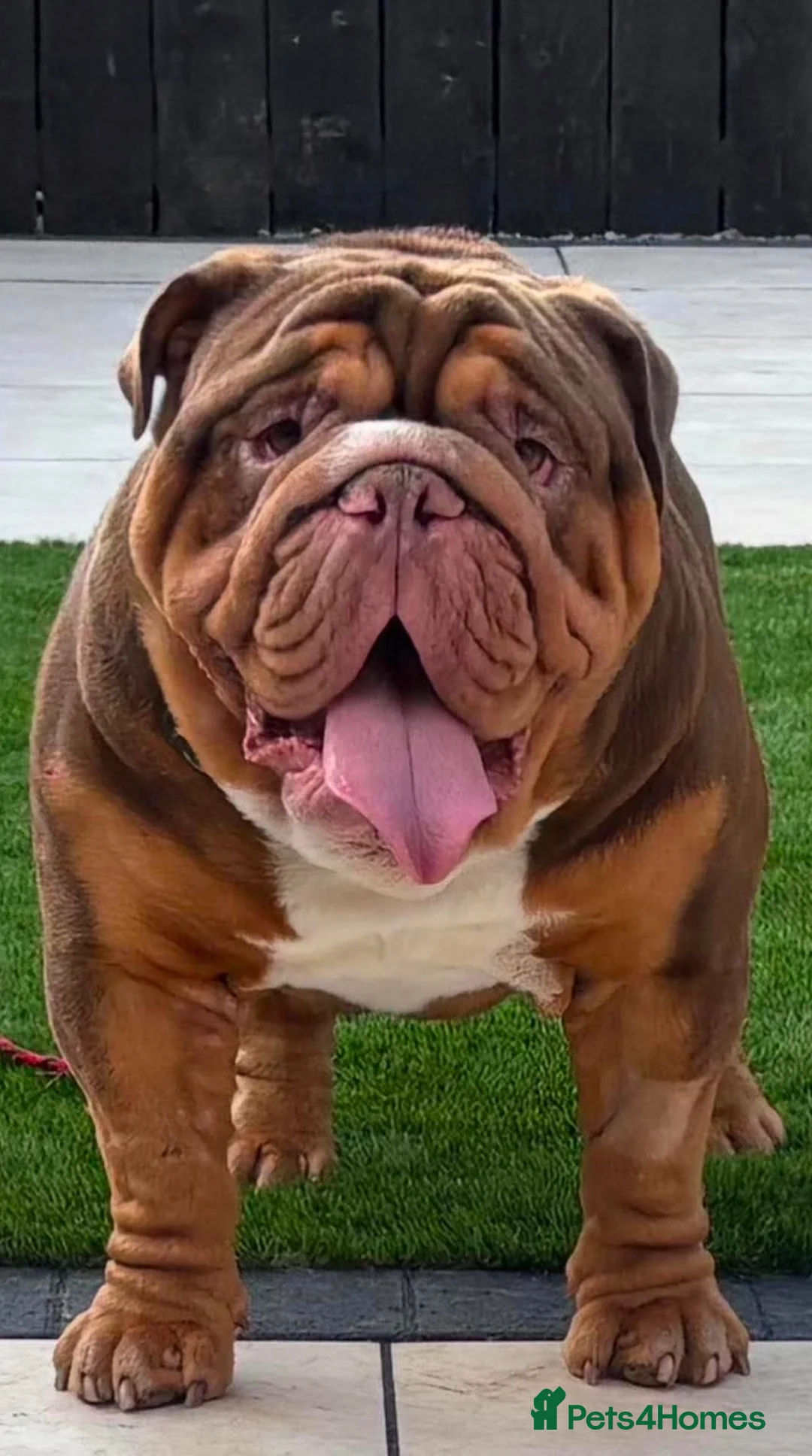 English Bulldog dogs for sale: Ernie  in Middlesbrough - Advert 1