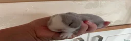 Mini Lop rabbits for sale: Mini lops does ready to reserve  - Advert 6