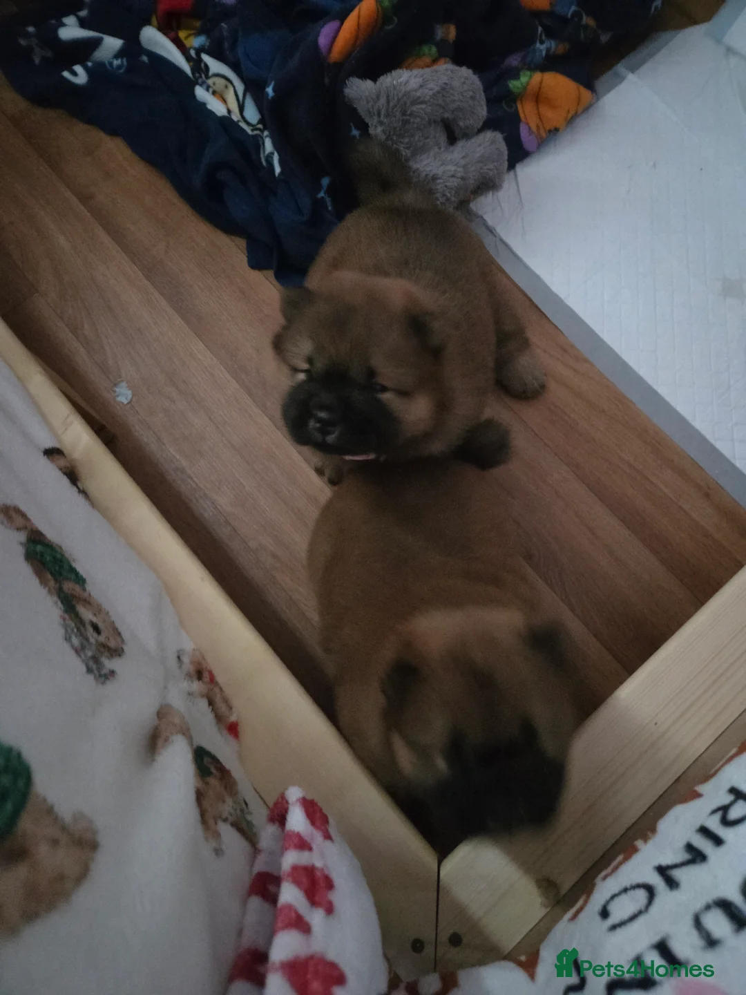 Chow Chow dogs for sale: READY NOW !!! KC REGISTERED CHOW CHOW GIRL - Advert 15