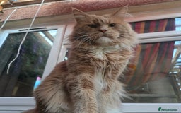 Maine Coon cats for sale: Ready now boys Mainecoon tica registered  - Image 25