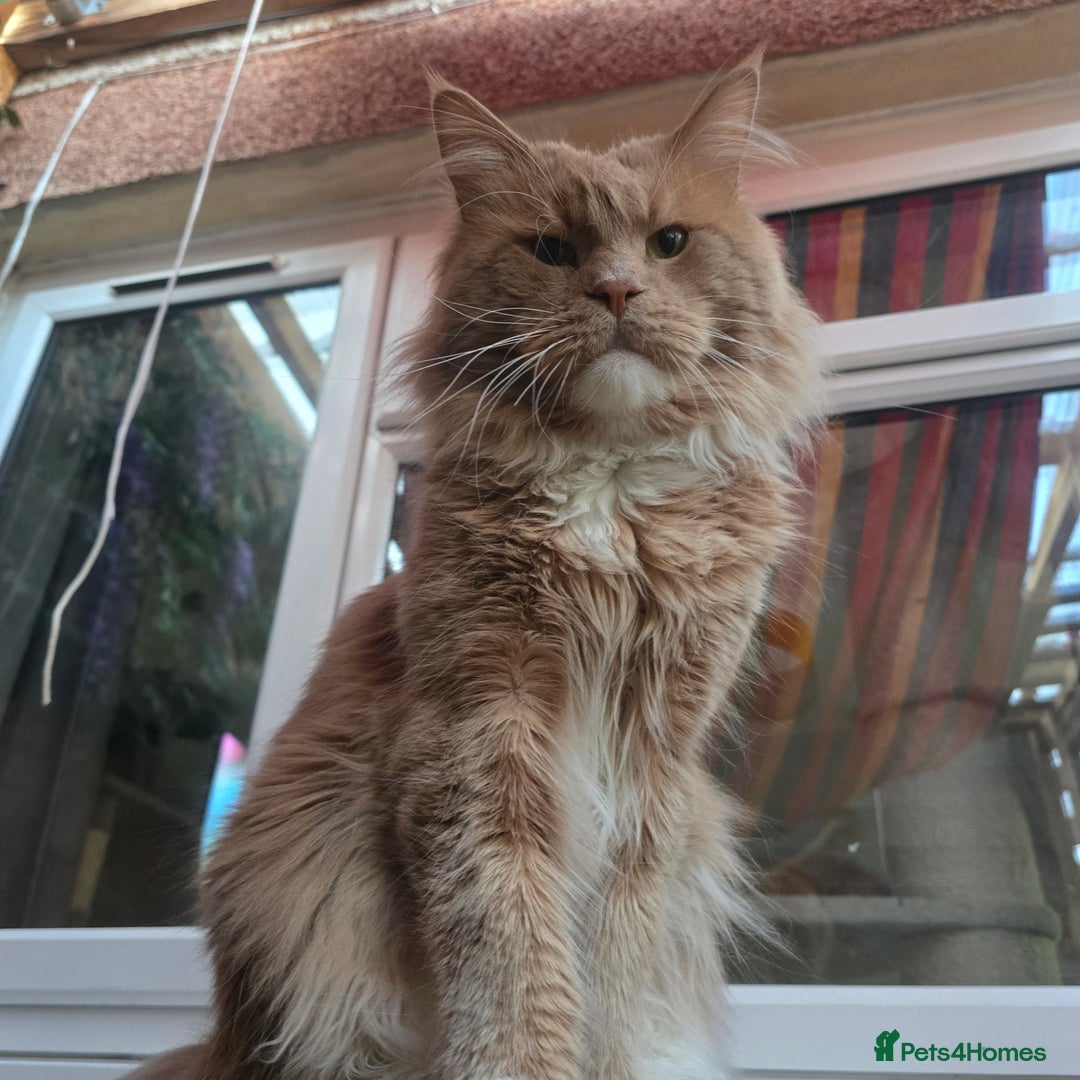 Maine Coon cats for sale: Ready now boys Mainecoon tica registered  - Image 25