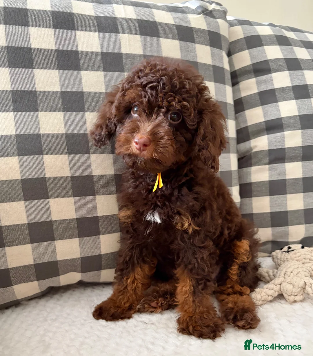 Toy Poodle dogs for sale: Health tested Toy poodle puppies  - Advert 1