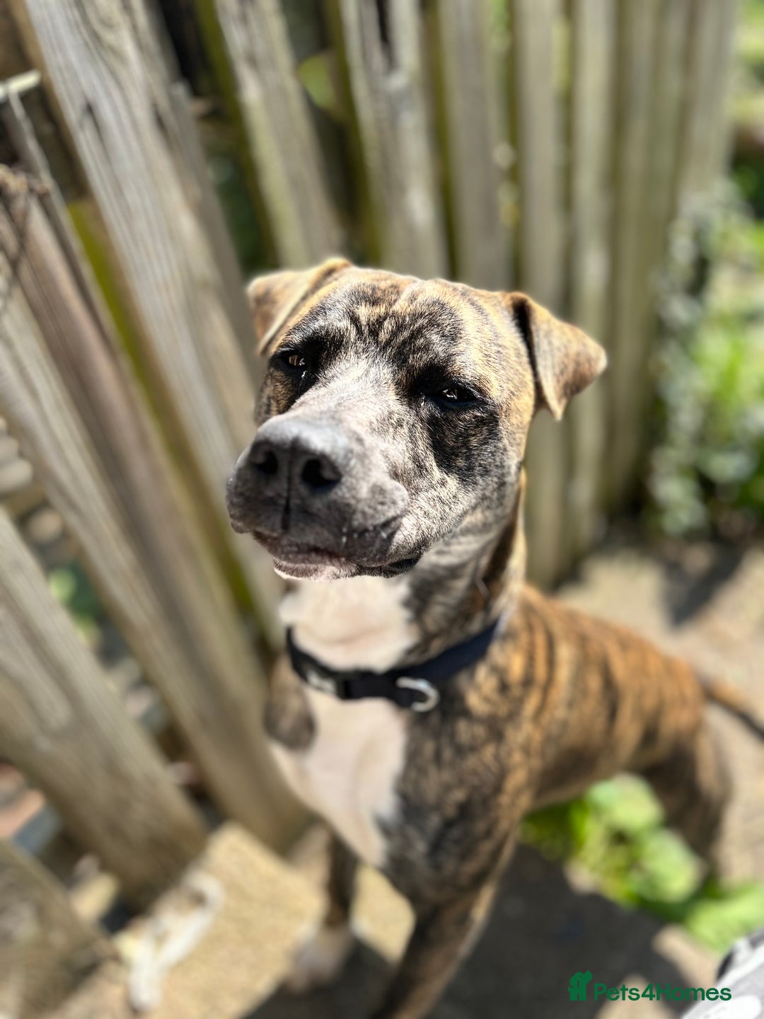Mixed Breed dogs for sale: Boxer x Staffy  - Advert 5