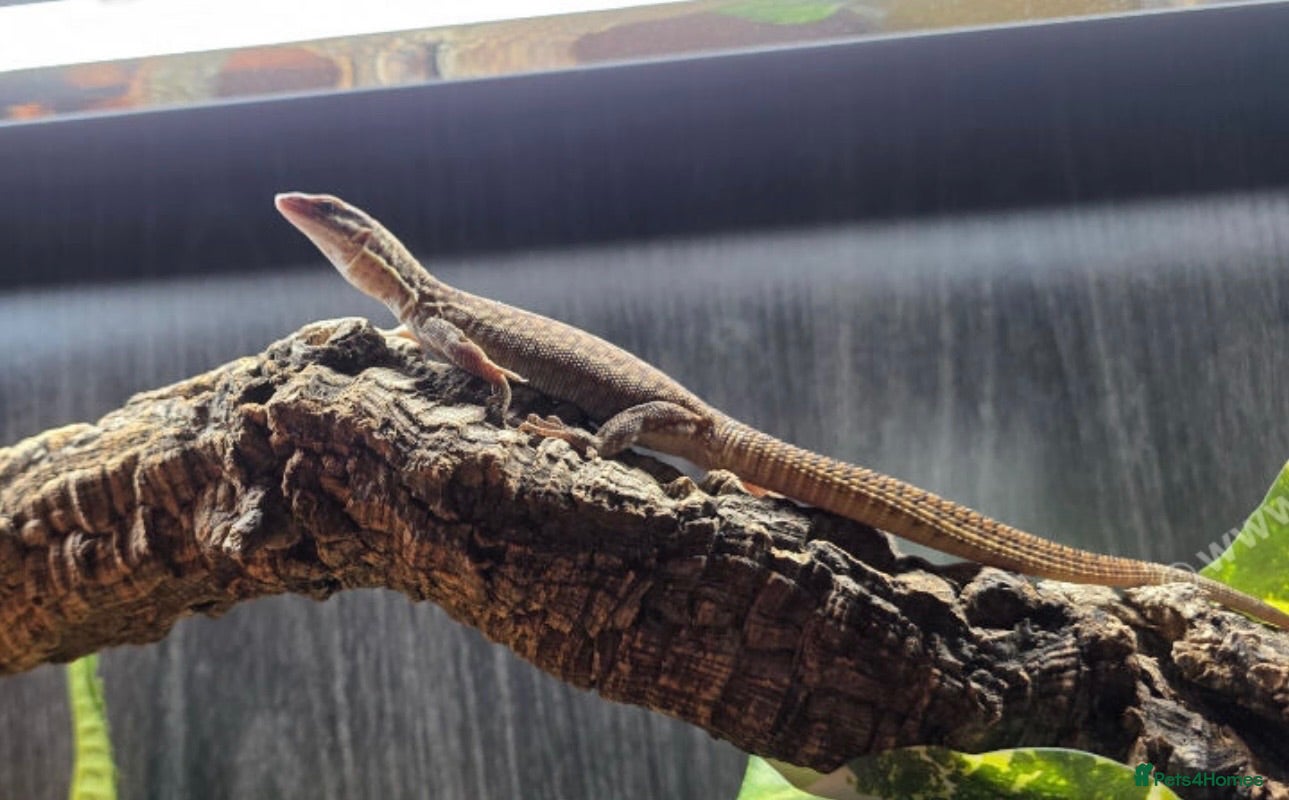 Monitor reptiles Yellow Arckie monitor  - Advert 4