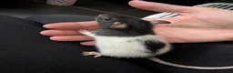 Rat rodents for sale: 10 Beautiful Pet Rats Looking for Forever Homes 🐀 - Advert 7