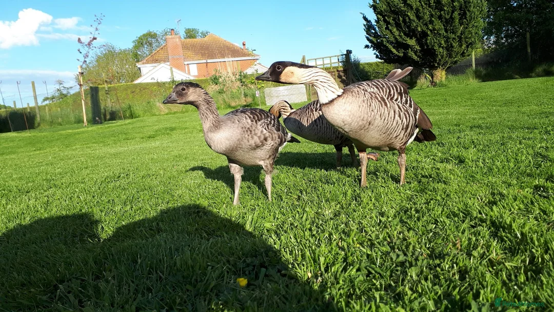 Geese poultry for sale: Ne-ne geese - Advert 3