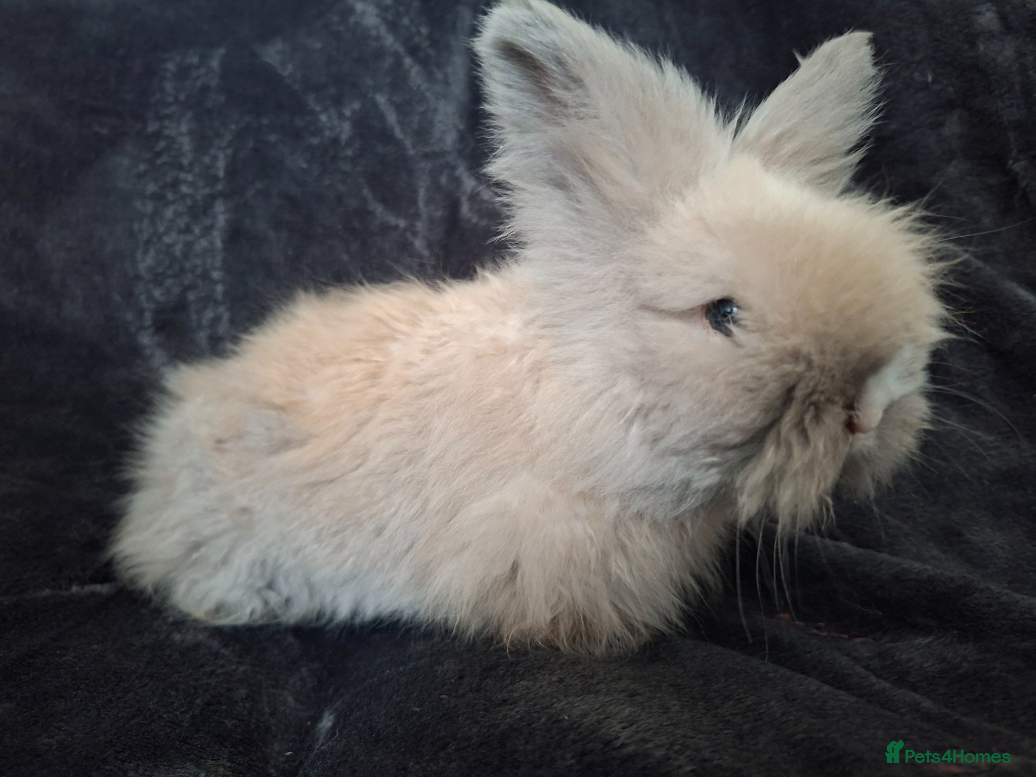Angora rabbits Angora x lionhead  - Advert 4