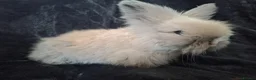 Angora rabbits for sale: Angora x lionhead  - Advert 1