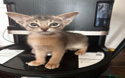 Somali cats for sale: Outstanding Somali kittens - Image 3