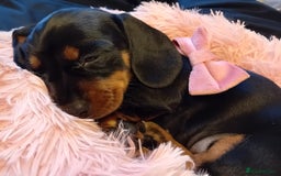 Miniature Dachshund dogs for sale: Miniature short haired daschunds  - Image 13