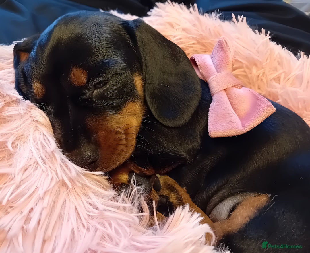 Miniature Dachshund dogs for sale: Miniature short haired daschunds  - Image 13