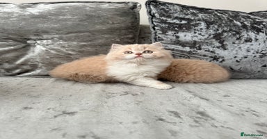 British Shorthair cats  🦁 Stunning Registered BLH Lion Look alike 🦁😍 - Advert 2