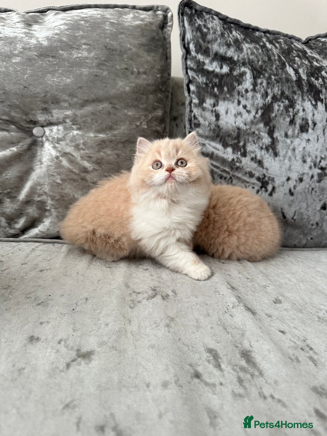 British Shorthair cats for sale:  🦁 Stunning BLH Lion Look alike READY NOW - Advert 18