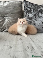 British Shorthair cats 🦁 Stunning Registered BLH Lion Look alike 🦁😍 - Advert 6
