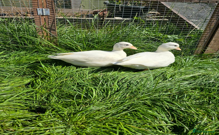 Ducks poultry - Advert 2