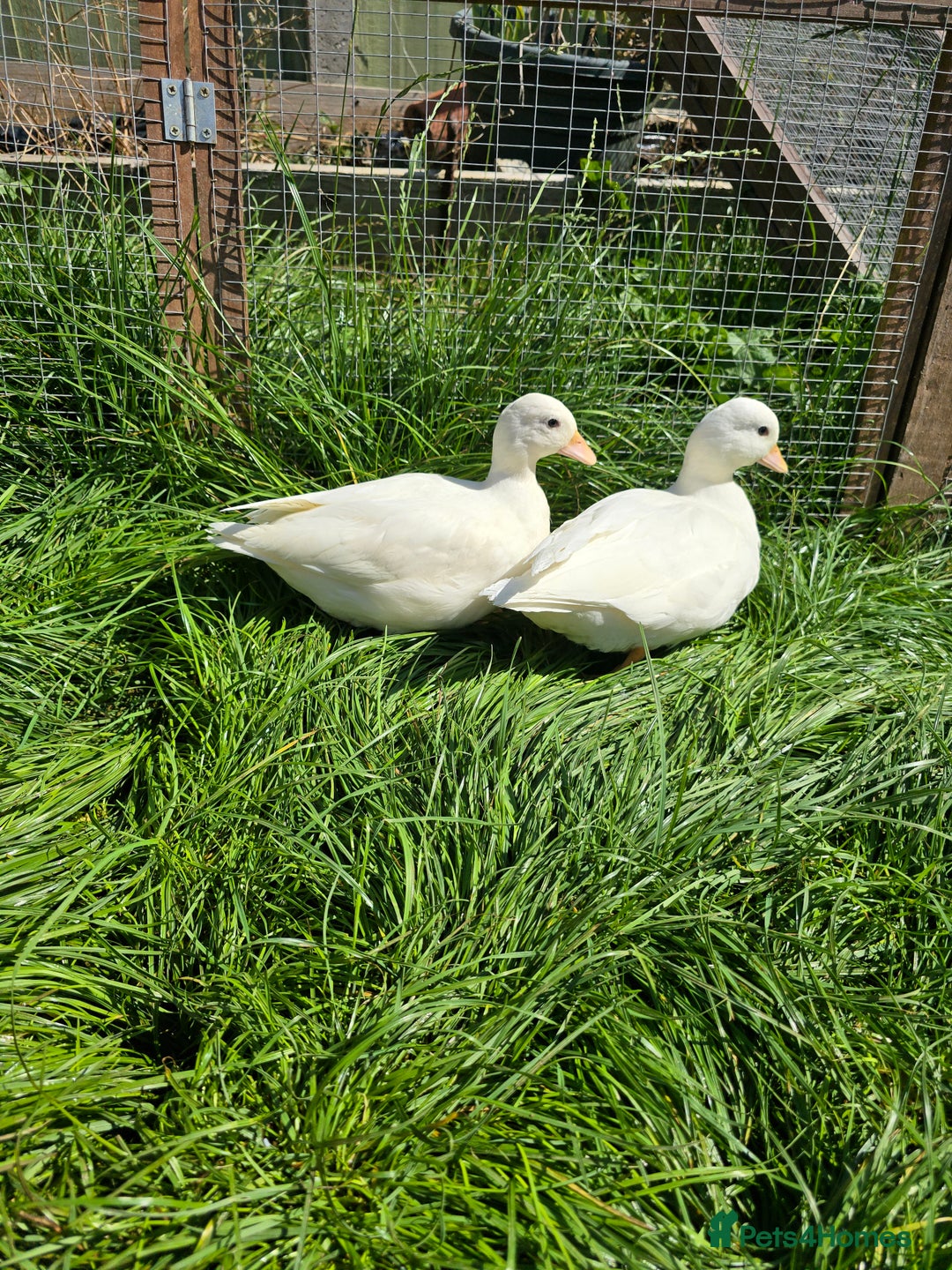 Ducks poultry for sale: White Call Duck Pair - Image 1