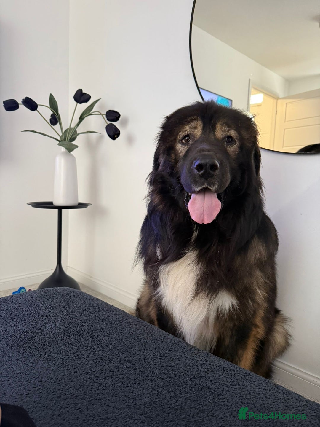 Caucasian Shepherd Dog dogs for stud: XL Caucasian Shepard ( stud) available  - Image 6