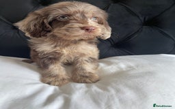 Cockapoo dogs for sale: Toy cockapoo puppy  - Image 10