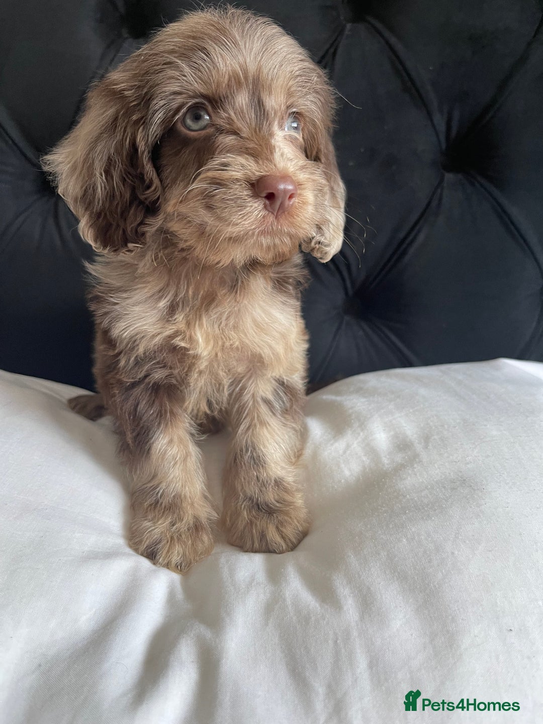 Cockapoo dogs for sale: Toy cockapoo puppy  - Image 10