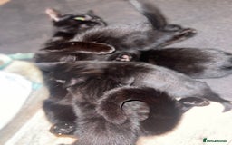 Bengal cats for sale: Bengal cross kittens  - Image 5
