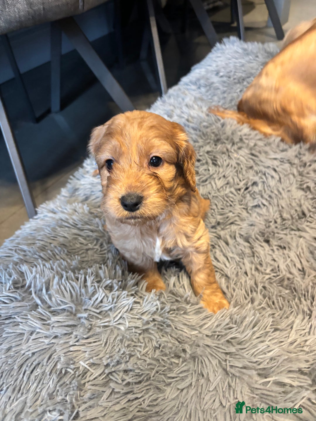 Cockapoo dogs for sale: F1 cockerpoo puppies  - Advert 27
