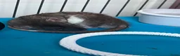 Rat rodents for sale: 4 male rats with complete set up  - Advert 7