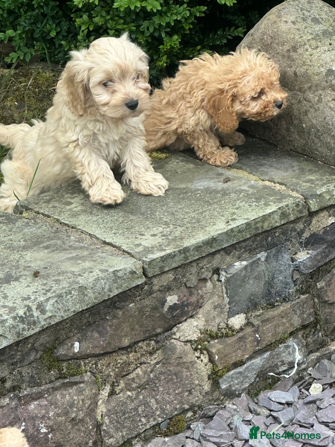 Cockapoo dogs for sale: Crazy Cockapoo puppies    - Image 15