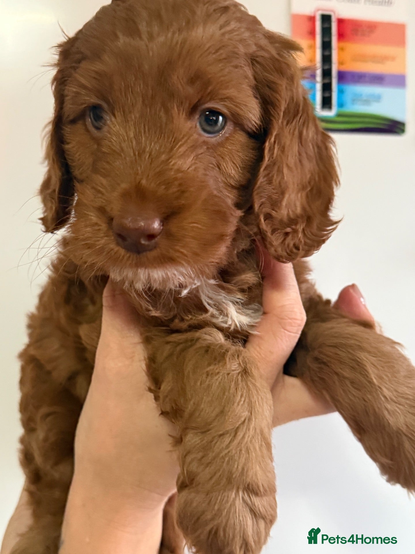 Cockapoo dogs 2 PUPS REMAINING - F2 Cockapoo Puppies - Advert 17