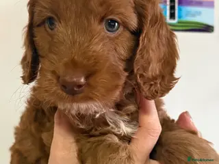 Cockapoo dogs 2 PUPS REMAINING - F2 Cockapoo Puppies - Advert 17