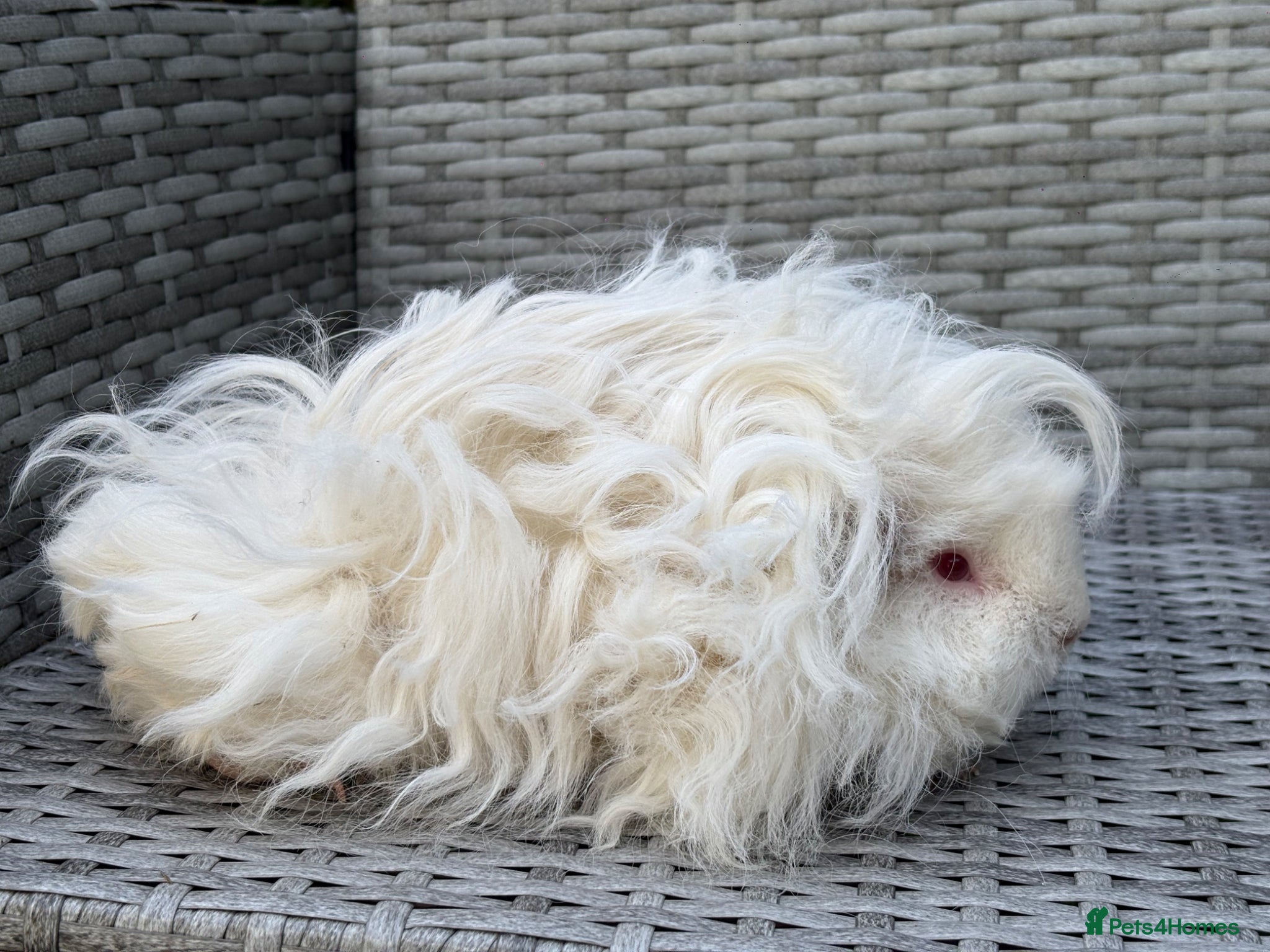 Guinea Pig rodents for sale: Purebred Lunkarya - Advert 6