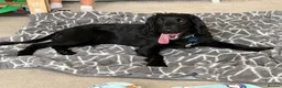 Sprocker dogs for sale: Sprocker spaniel  - Advert 10