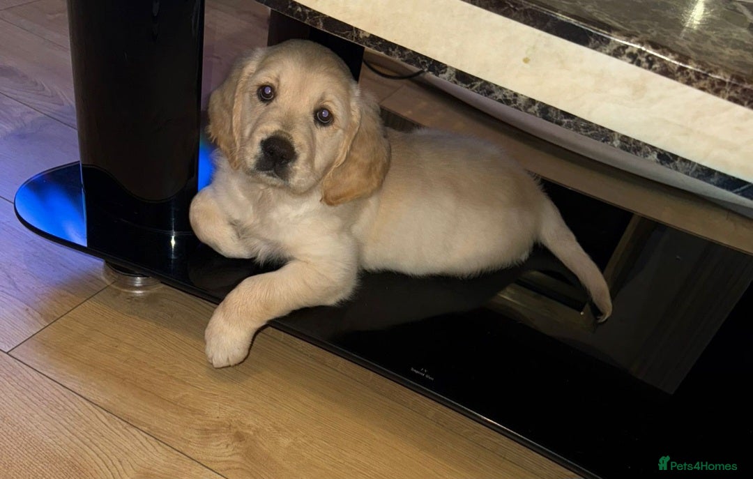 Golden Retriever dogs for sale: Ready to leave KC registered golden retriever - Image 6
