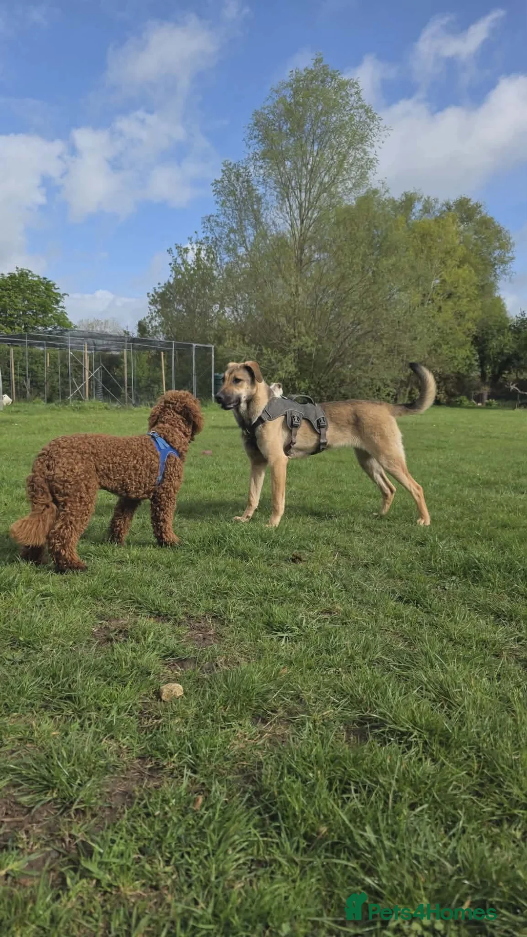 Mixed Breed dogs for adoption: 🍀 CLOVER - NEW INFO AND PHOTOS/VIDEOS🍀 - Advert 2