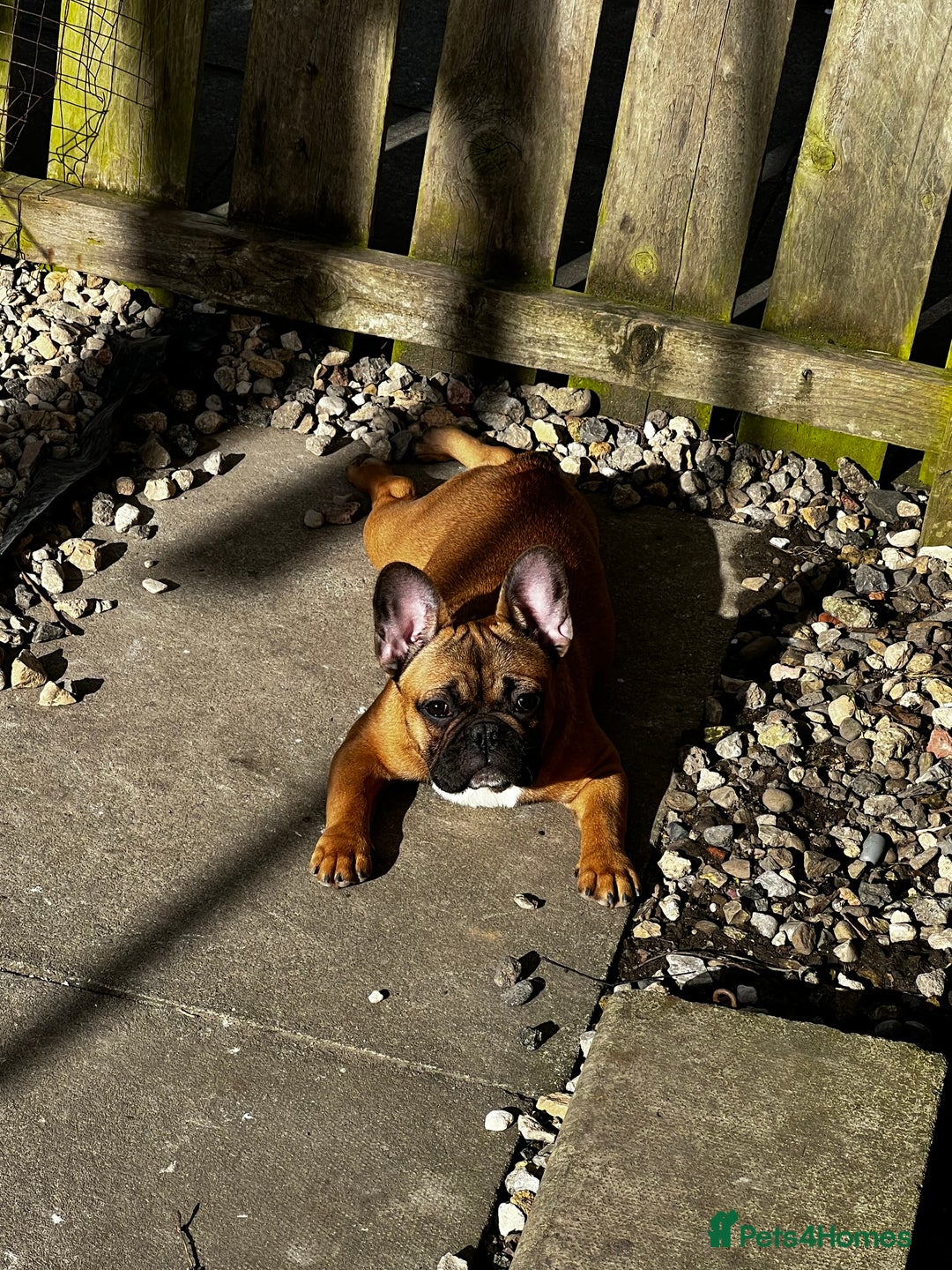 French Bulldog dogs for sale: Adorable 3-Year-Old Male & Female French Bulldog - Advert 11