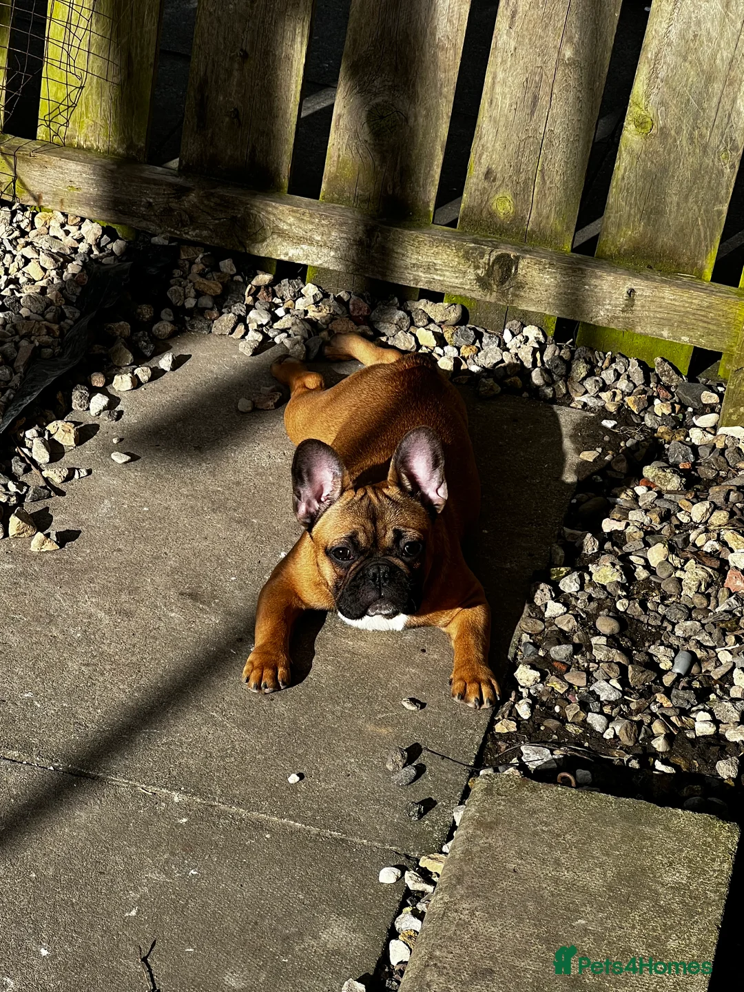 French Bulldog dogs for sale: Adorable 3-Year-Old Male & Female French Bulldog - Advert 11