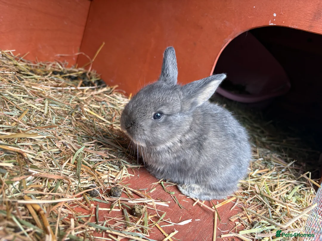 Mini Lop rabbits for sale: 7 Beautiful Mini Lops  - Advert 7