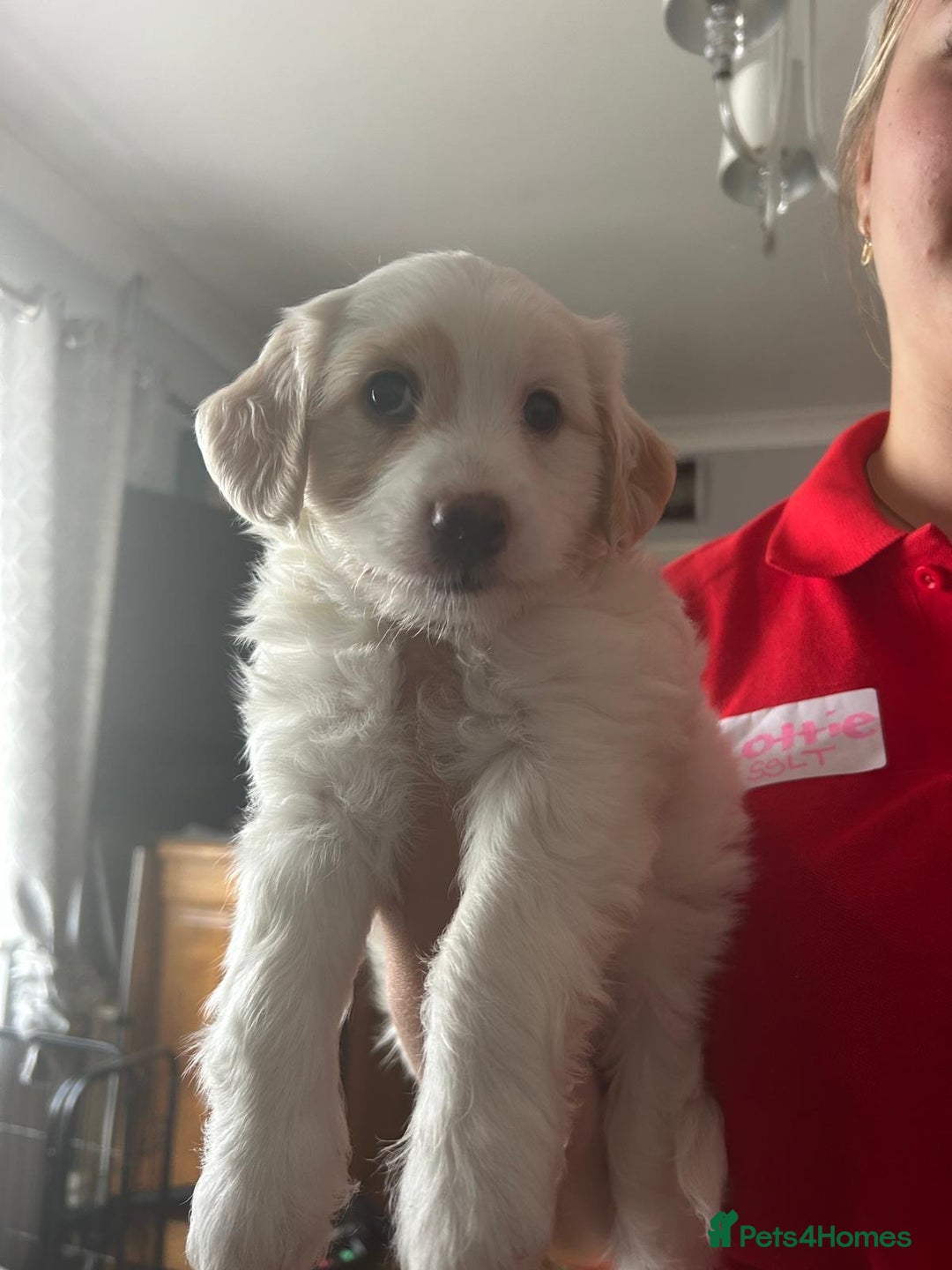 Cockapoo dogs for sale: 1 boy beautiful cockapoo last one left!  - Image 9
