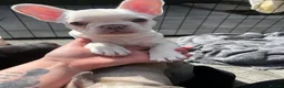 French Bulldog dogs for sale: Puppies for Sales in Pontypridd - Advert 4