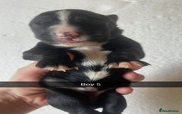 Mixed Breed dogs for sale: Border Collie Cocker puppies - Image 11