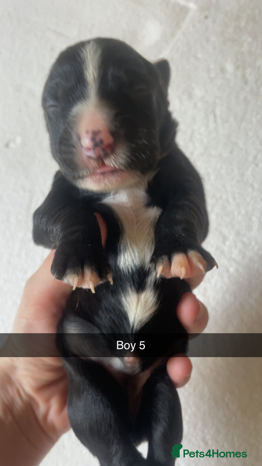 Mixed Breed dogs for sale: Border Collie Cocker puppies - Image 11