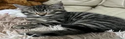 Mixed Breed cats for sale: 6 Lovely Kittens for sale  - Advert 14