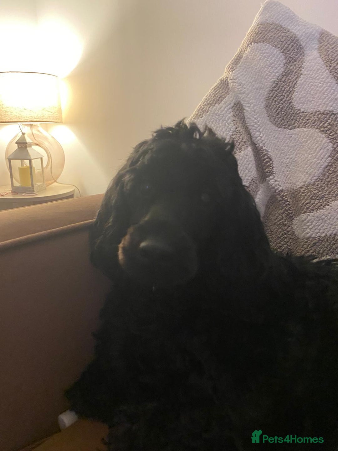 Cockapoo dogs for sale: F2 cockapoo puppies  - Advert 2