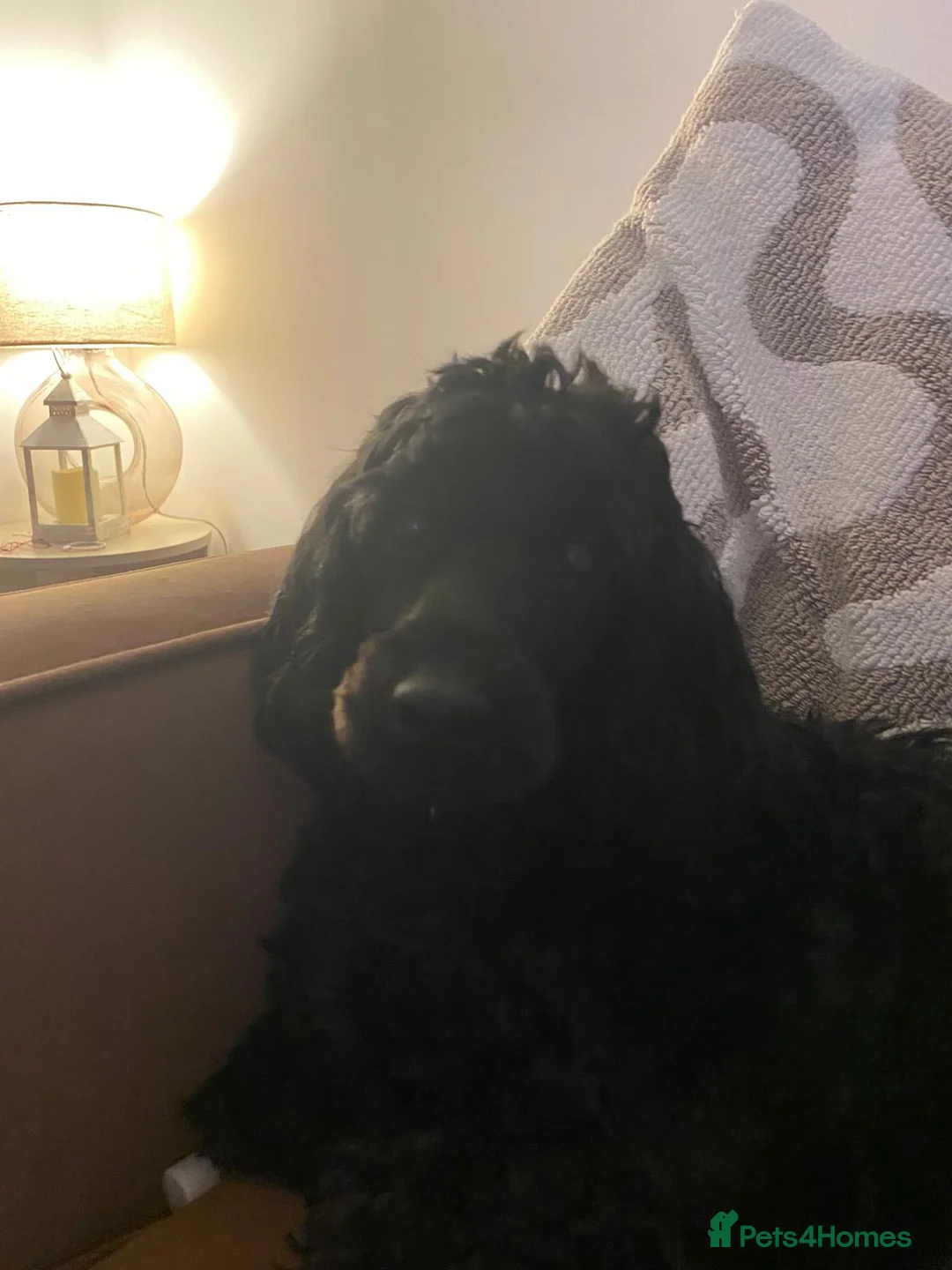 Cockapoo dogs for sale: F2 cockapoo puppies  - Advert 2