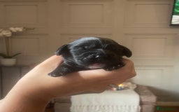 Cocker Spaniel dogs for sale: Cocker spaniel puppies  - Image 5