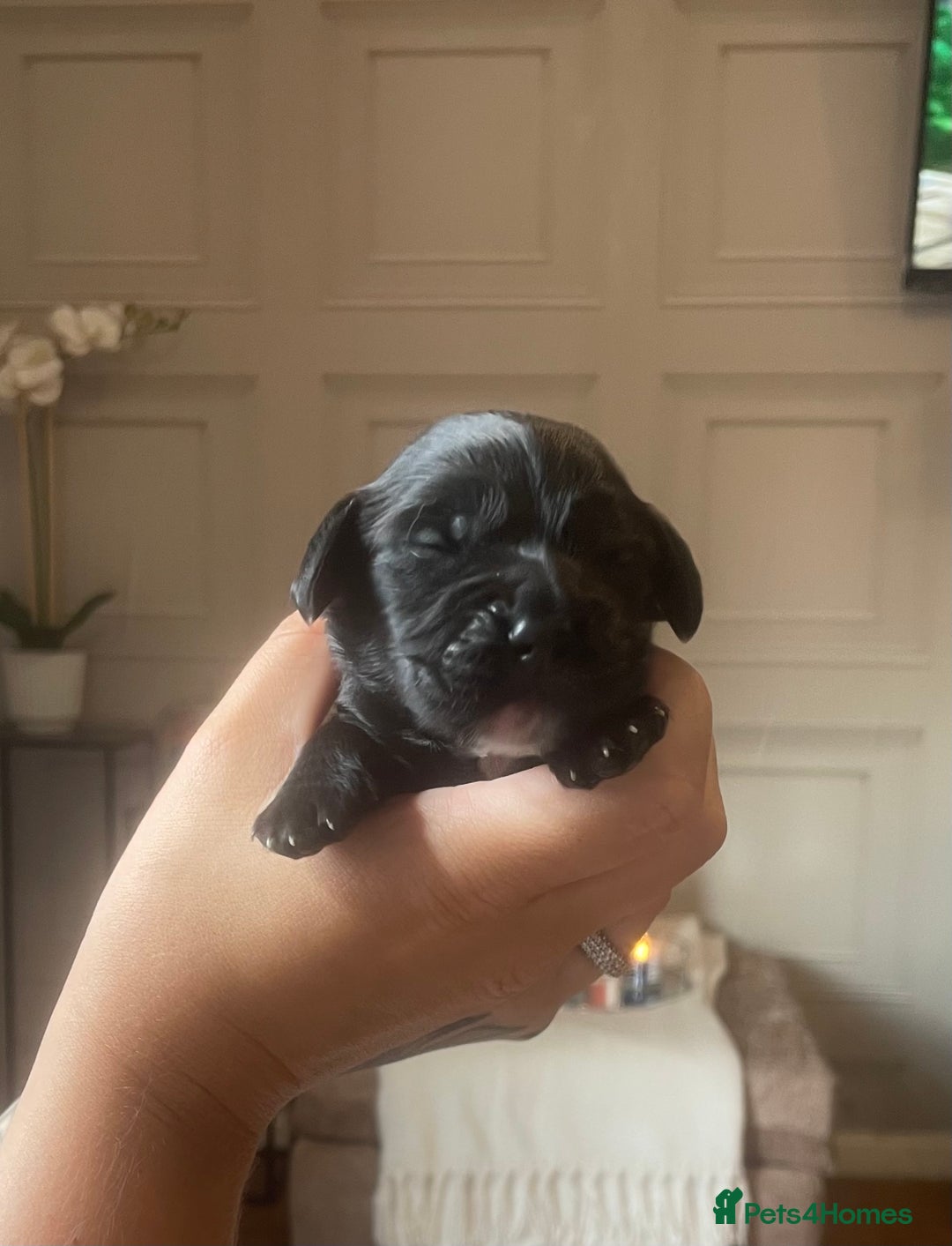 Cocker Spaniel dogs for sale: Cocker spaniel puppies  - Image 5