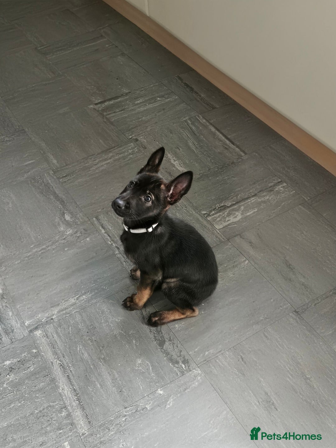 Belgian Shepherd Dog dogs for sale:  Belgian malinois  - Advert 14