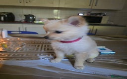 Pomeranian dogs for sale:  Mini Pomerenian  - Image 2